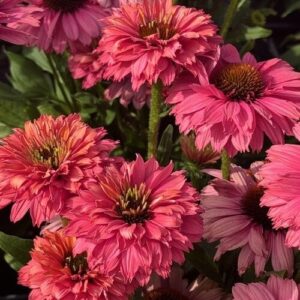 Echinacea purpurea ‘Sunseekers Pink Grapefruit’ (Purpursolhat)