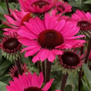 Echinacea purpurea ‘Sunseekers Purple Towers’ (Purpursolhat)