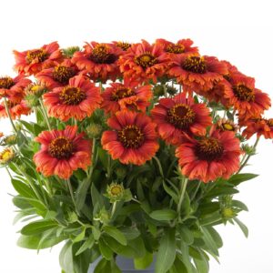 Gaillarda aristata ‘Guapa Red’ (Kokardeblomst)