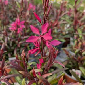 Gaura lindheimeri 'Everlast Pink Parque' (Pragtkærte)