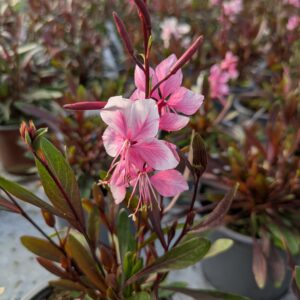 Gaura lindheimeri ‘Belleza Pink’ (Pragtkærte)