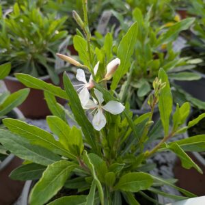 Gaura lindheimeri ‘Belleza White’ (Pragtkærte)