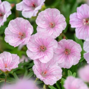 Geranium sanguineum 'Apfelblüte' (Blodrød Storkenæb)