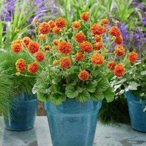 Geum ‘Orange Pumpkin’ (Nellikerod)