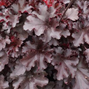 Heuchera x hybrida ‘Blackberry’ (Alunrod)
