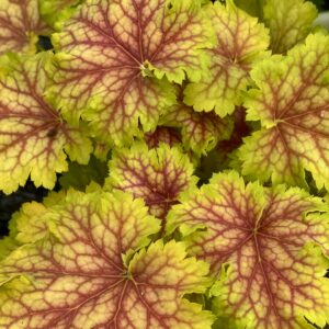 Heuchera x hybrida ‘Splashberry’ (Alunrod)