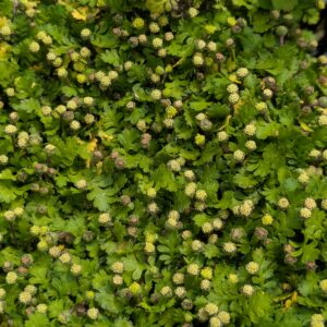 Leptinella minima (Trædebregne)