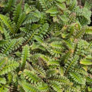 Leptinella potentillina (Trædebregne)
