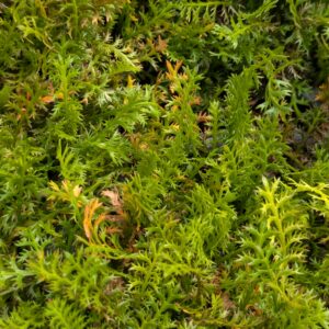 Leptinella squalida (Trædebregne)