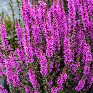 Lythrum hybrida 'Luminaria Lilac' (Kattehale)