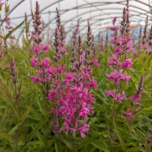Lythrum hybrida ‘Luminaria Hot Pink’ (Kattehale)
