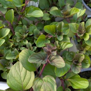 Mentha x pip. f. cita. 'Lime' (Lime Mynte)
