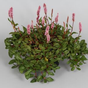 Persicaria affinis 'Superba' (Tæppepileurt)