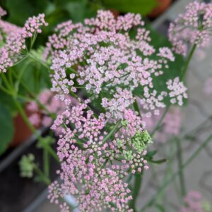 Pimpinella major 'Rosea' (Stor Pimpernel)
