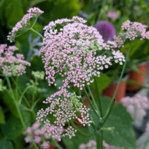 Pimpinella major 'Rosea' (Stor Pimpernel)