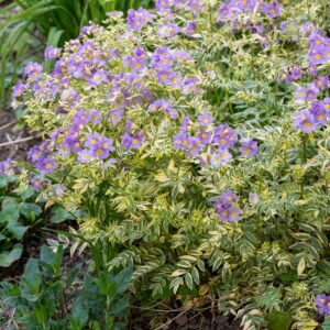 Polemonium reptens 'Gold Feathers' (Jacobsstige)