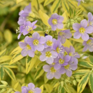 Polemonium reptens 'Gold Feathers' (Jacobsstige)