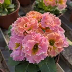 Primula vulgaris ‘Rosalee Pfirsich’ (Alm. kodriver)