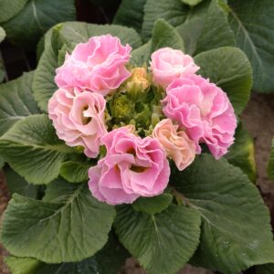 Primula vulgaris ‘Rosalee Pfirsich’ (Alm. kodriver)