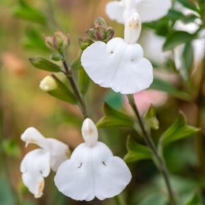 Salvia microphylla 'Gletsjer' (Solbærsalvie)