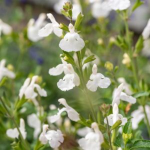 Salvia microphylla 'Gletsjer' (Solbærsalvie)