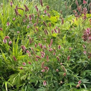 Sanguisorba officinalis 'Pink Tanna' (Kvæsurt)