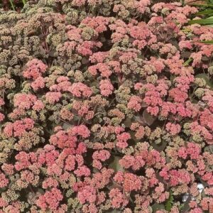 Sedum spectabile 'Coraljade' (Sankthansurt)