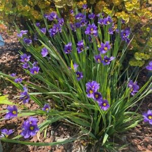 Sisyrinchium angustifolium 'Lucerne' (Blåøje)