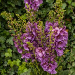 Verbascum ‘Sugar Plum’ (Kongelys)