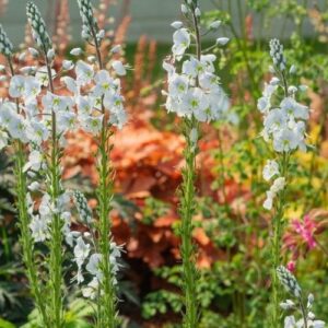 Veronica gentianoides 'Tissington White' (Ensianbladet Ærenpris)