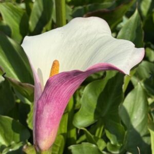 Zantedeschia aethiopica ‘Eydona Purple White’ (Calla - Ingefærlilje)