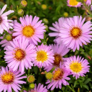Aster dumosus 'Anneke' (Pudeasters)