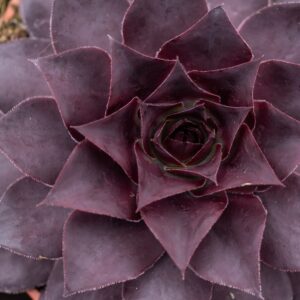Sempervivum ‘BigSam Black Cherry’ (Husløg)