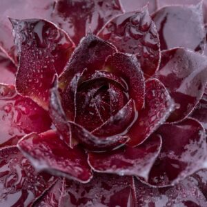 Sempervivum ‘BigSam Black Cherry’ (Husløg)