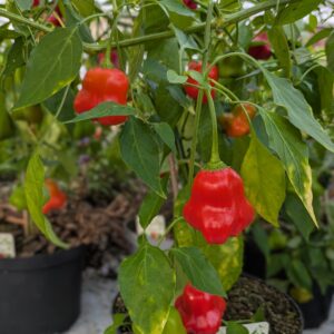 Chilipeber 'Jamaican Bell'