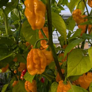 Chilipeber 'Numex Suave'