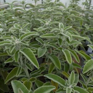 Salvia officinalis 'Ovalvet (Salvie)