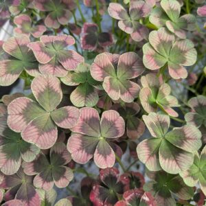 Trifolium repens (Kløver)