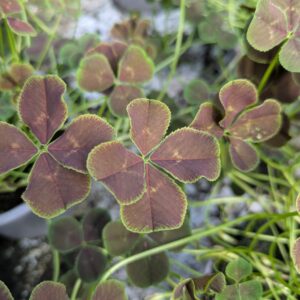 Trifolium repens (Kløver)