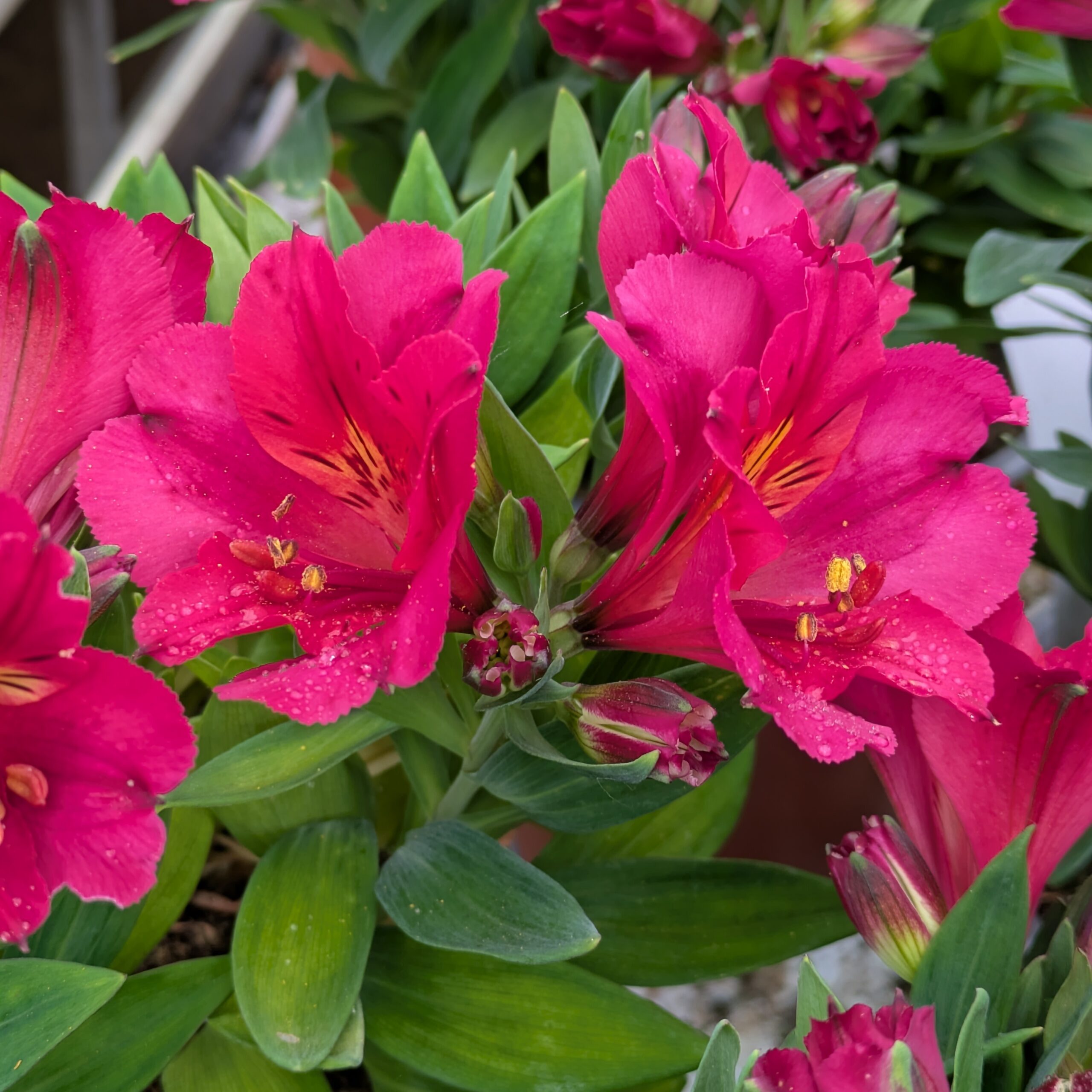 Alstroemeria 'Incalys Cherry' (Hårdfør Inkalilje)