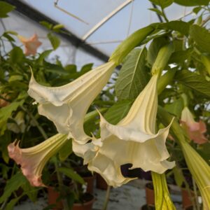 Brugmansia (Engletrompet)