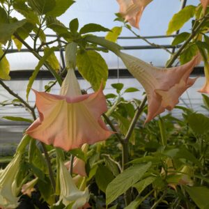 Brugmansia (Engletrompet)