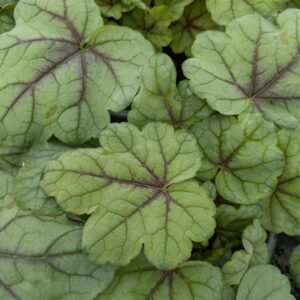 Heucherella 'Pink Fizz' (Alunrod)