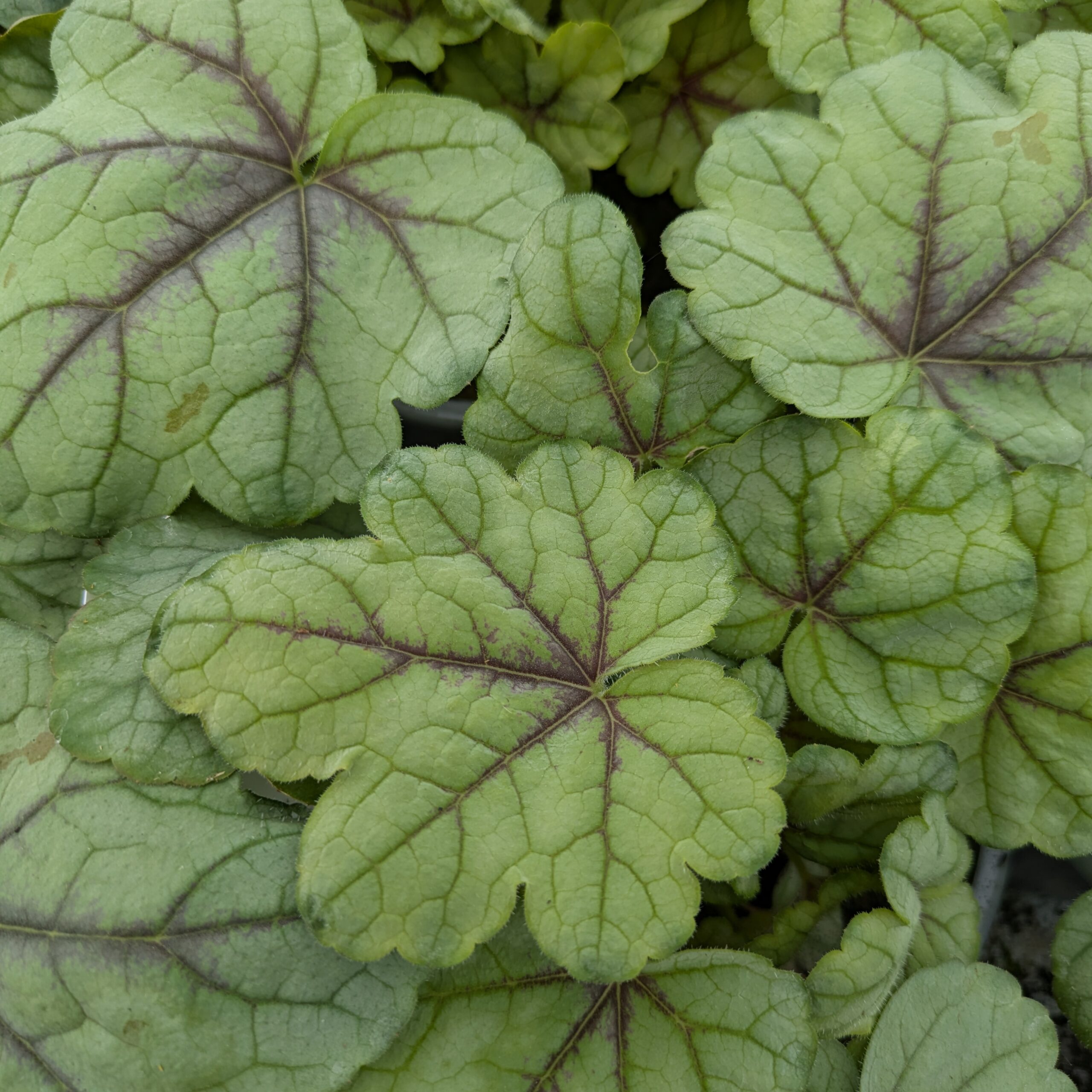 Heucherella 'Pink Fizz' (Alunrod)