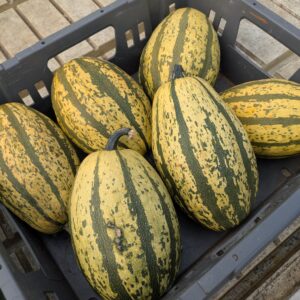 Spaghetti græskar /Spaghetti squash